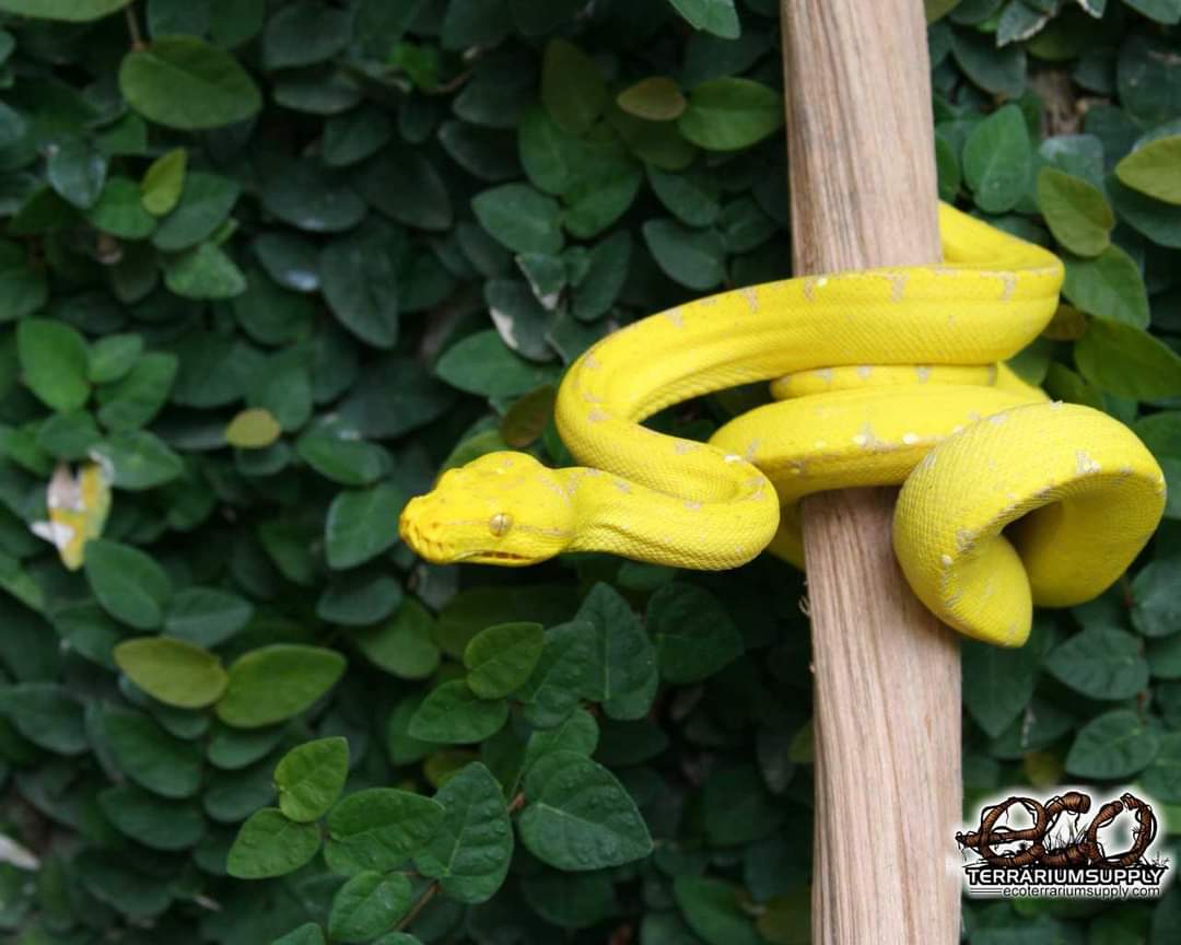 yellow python